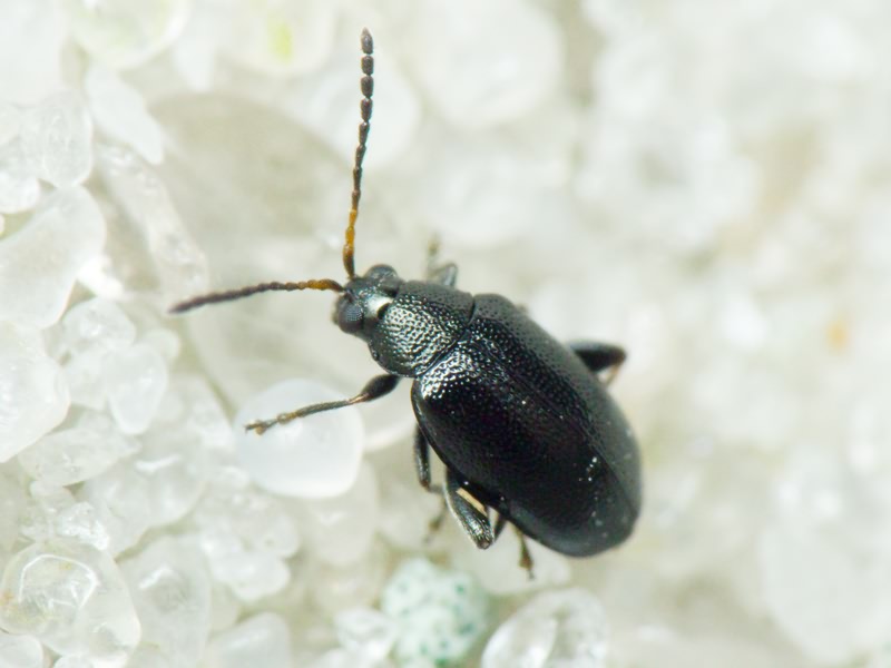 Phyllotreta diademata\astrachanica